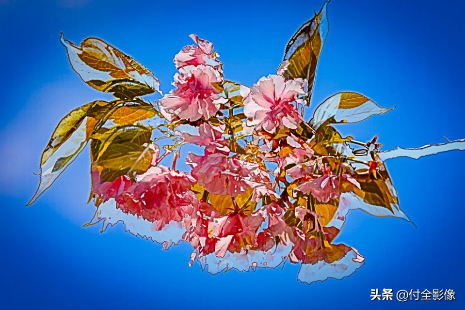 北京国际鲜花港有限公司,北京国际鲜花港一日游