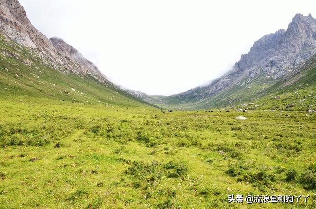 年保玉则现在开放了吗,年保玉则为啥被封