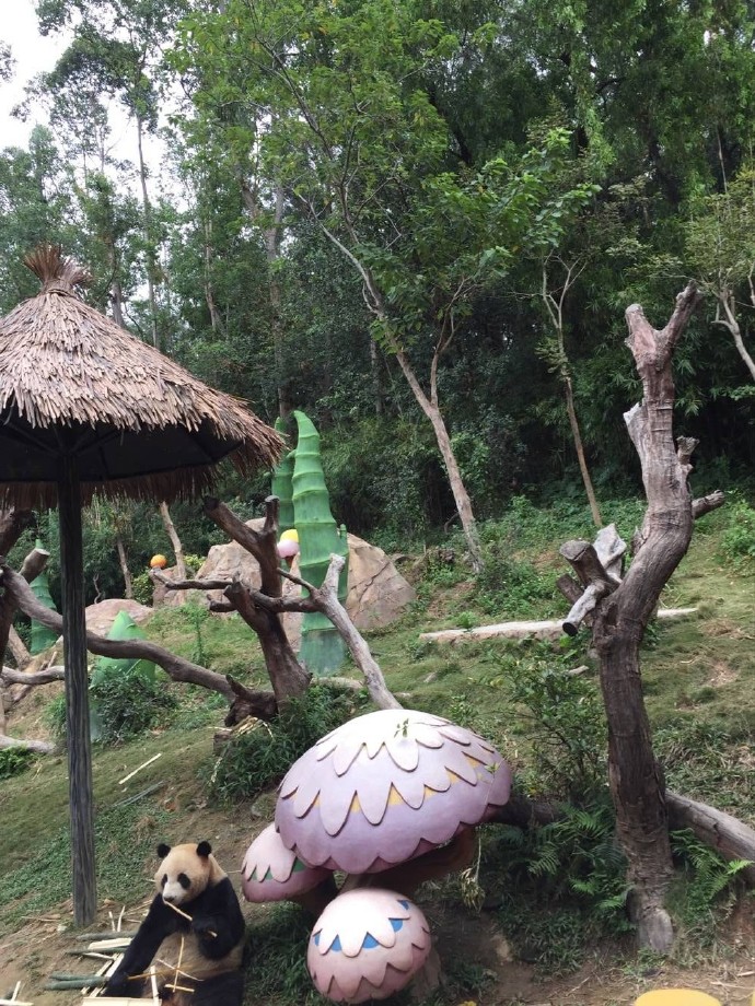 长隆野生动物园旅游攻略带娃,广州长隆动物园适合亲子游