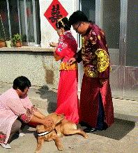 因舍不得主人出嫁，它选择这样做，“不管你去哪，带上我一起！”