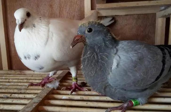 幼鸽出壳多久母鸽才喂食,幼鸽出壳怎么搞