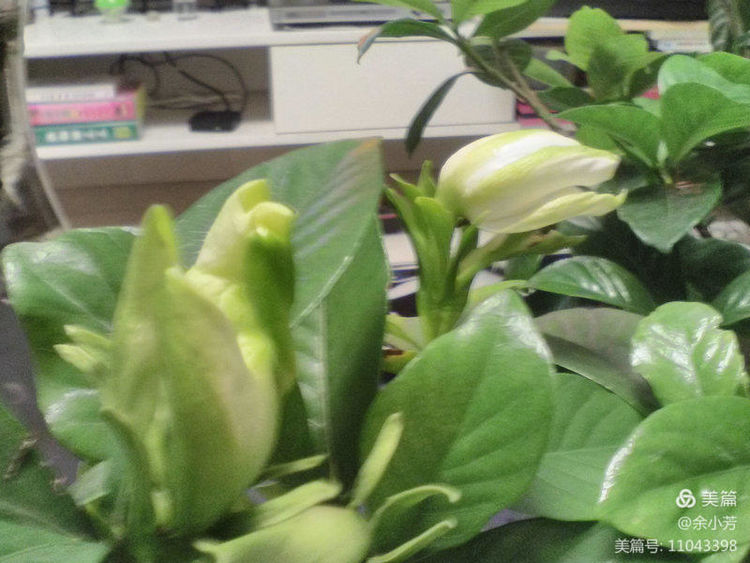 栀子花开歌曲歌词,栀子花开歌曲完整版