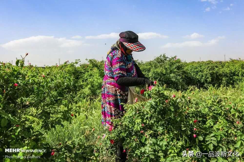 伊犁大马士革玫瑰花,伊朗大马士革纯玫瑰露