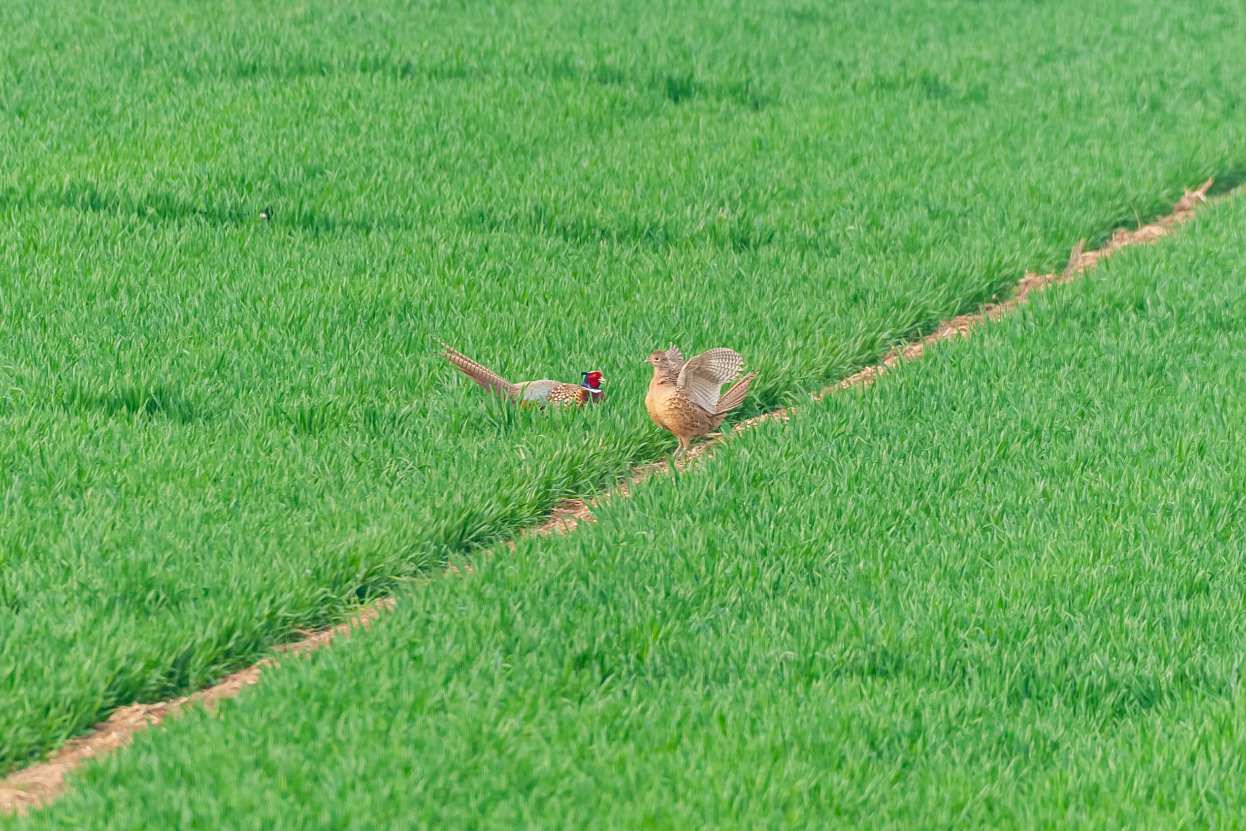 尼康200-500f5.6vr,尼康200-500mmf5.6评测