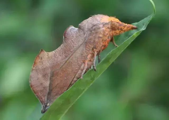 果树大量生虫子怎么办,防止果树生虫子小妙招