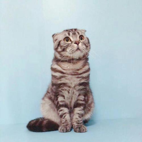 猫咪品种大全及图片与介绍,白色带渐黄短毛猫咪品种大全