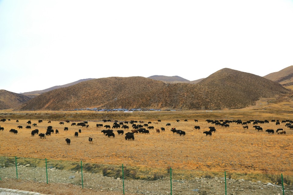 西藏旅游川进青出16天环线攻略,盘点西藏自驾游9条经典线路