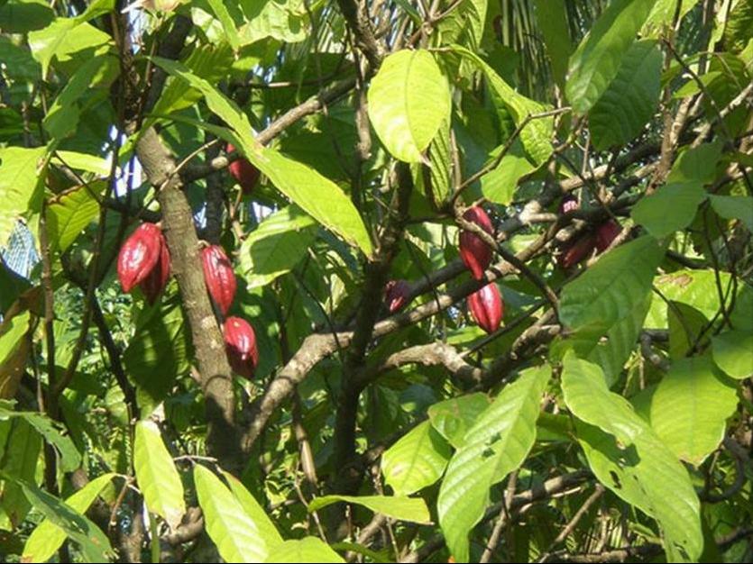 百种味道的果子,四季百种果子图片