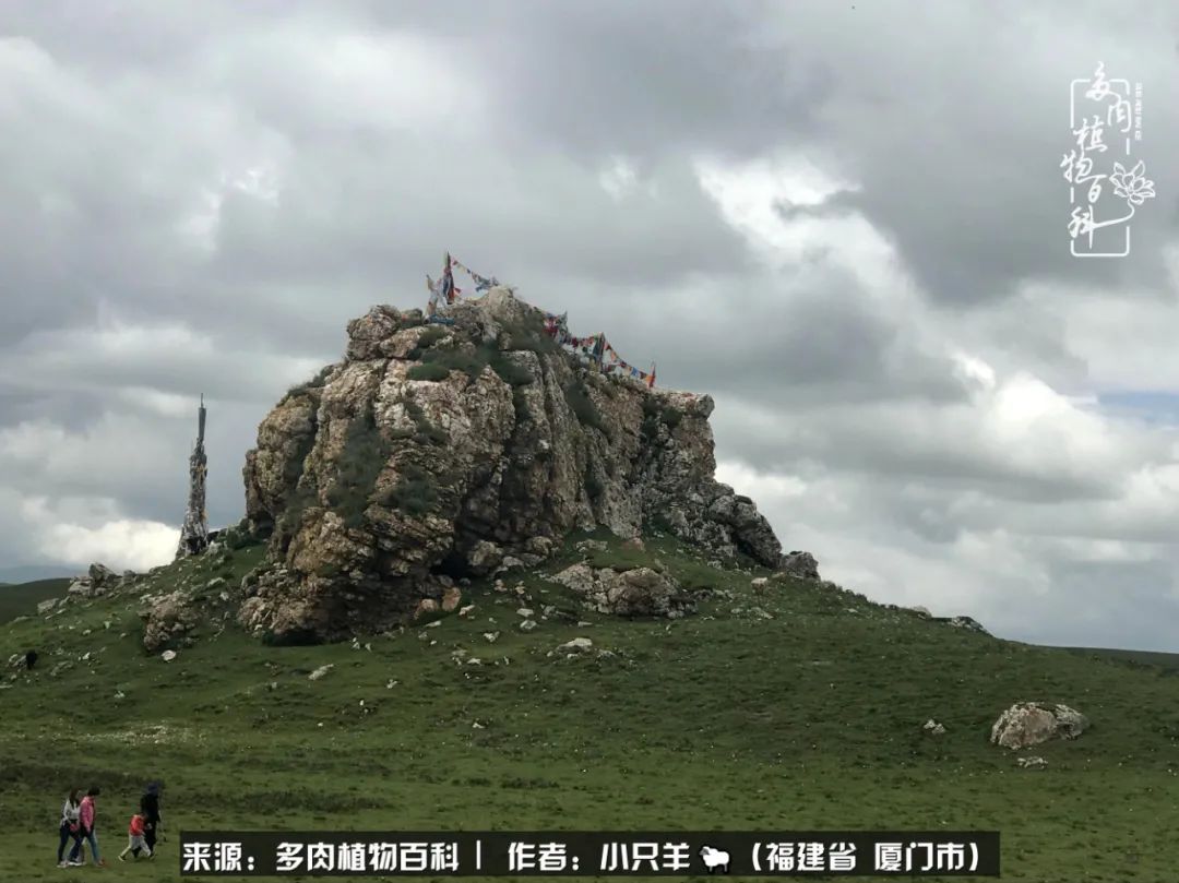 多肉像葡萄一样,多肉像铃兰一样