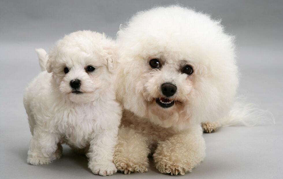 缺乏“安全感”的比熊犬,都会有这6种情况,希望你家没有