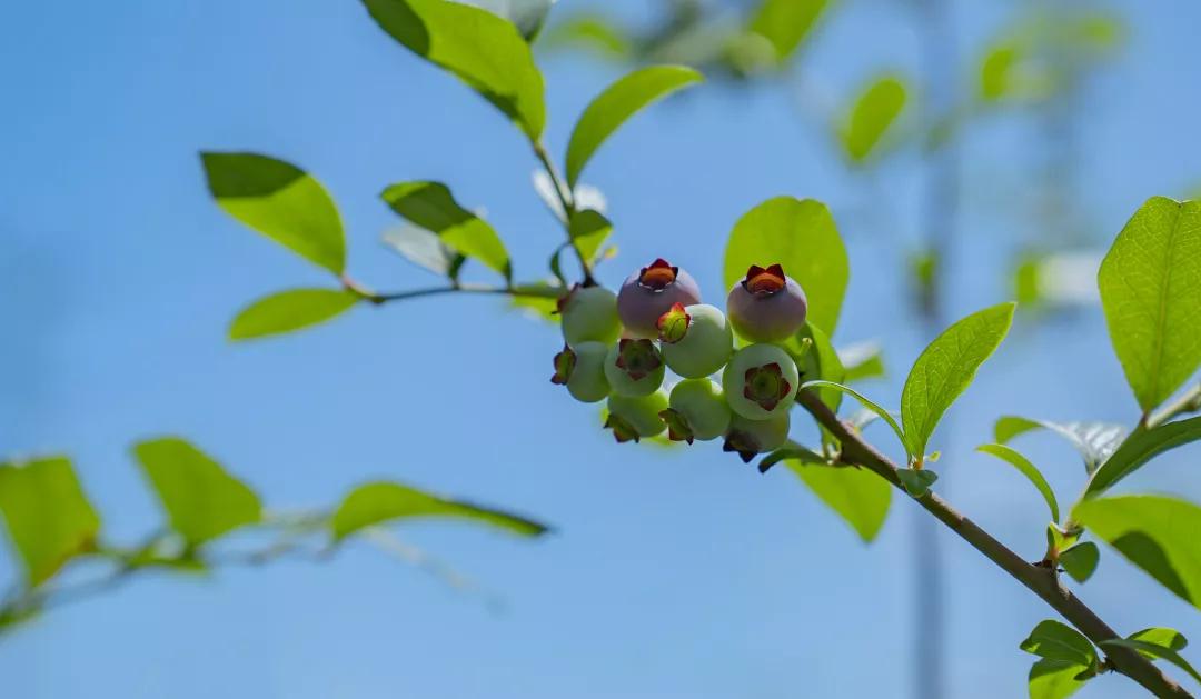 建一座完全不打药的生态花园,所有生命在这里和谐共处,值得收藏