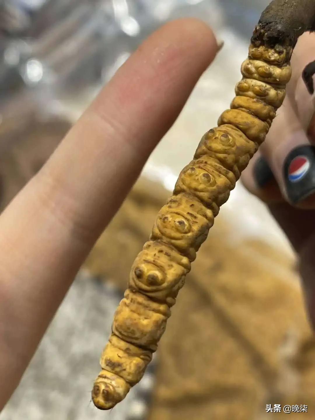 揭秘青藏高原挖虫草,探秘藏民挖虫草