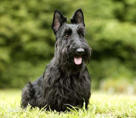 不掉毛无体味性格温顺的小型犬,宠物狗大全表