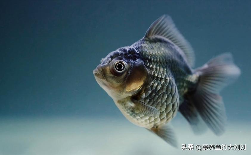 现在金鱼吃什么好养,金鱼用什么饲料养比较好