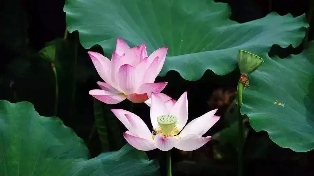 全国十大最佳赏荷好去处,沈阳赏荷花攻略