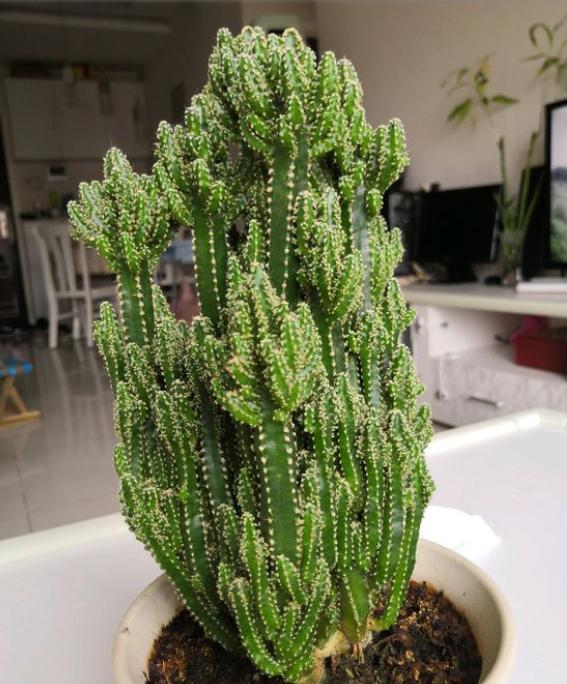 万重山徒长得厉害怎么修剪比较好,万重山长得太高了怎么修剪