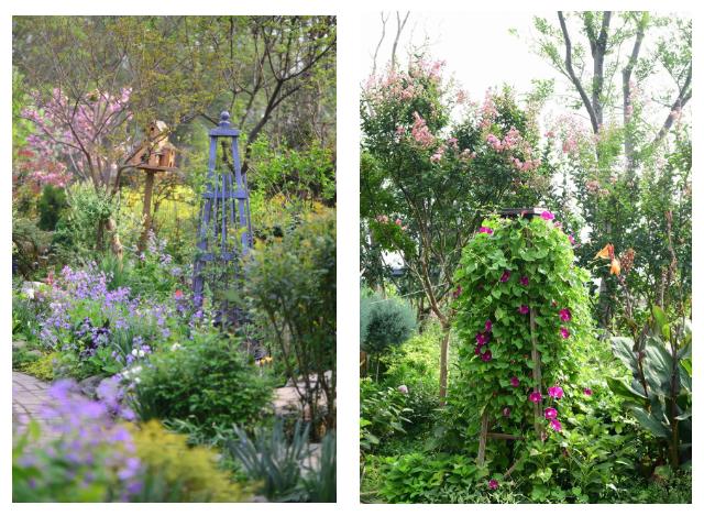 爬藤植物怎么牵引造型,爬藤植物是怎么爬藤的