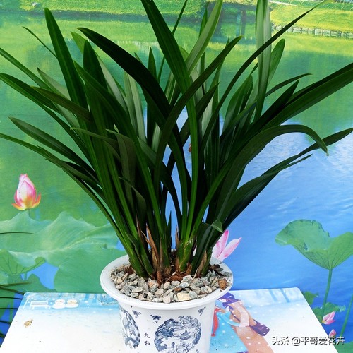 教师节给老师送什么花,教师节快要到了送给老师什么花了