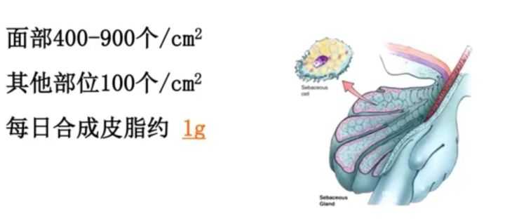 粉底液发黄暗沉怎么办,哪种粉底液不容易脱妆暗沉