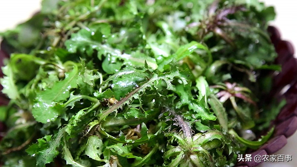 农村田野的野菜,农村菜地里一种野菜酸酸甜甜的