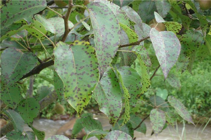 现在梨树用什么药防治病虫害,夏天梨树上挂瓶什么药防治病虫害