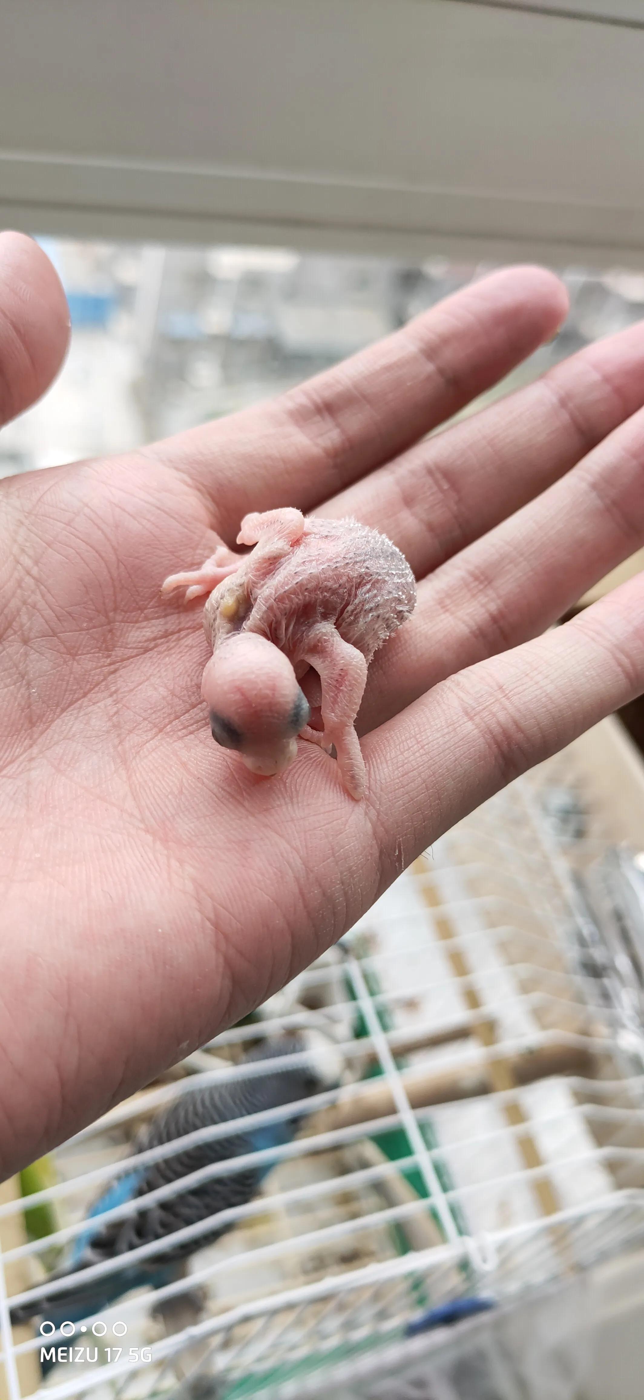 虎皮鹦鹉繁殖,育雏期虎皮鹦鹉喂养