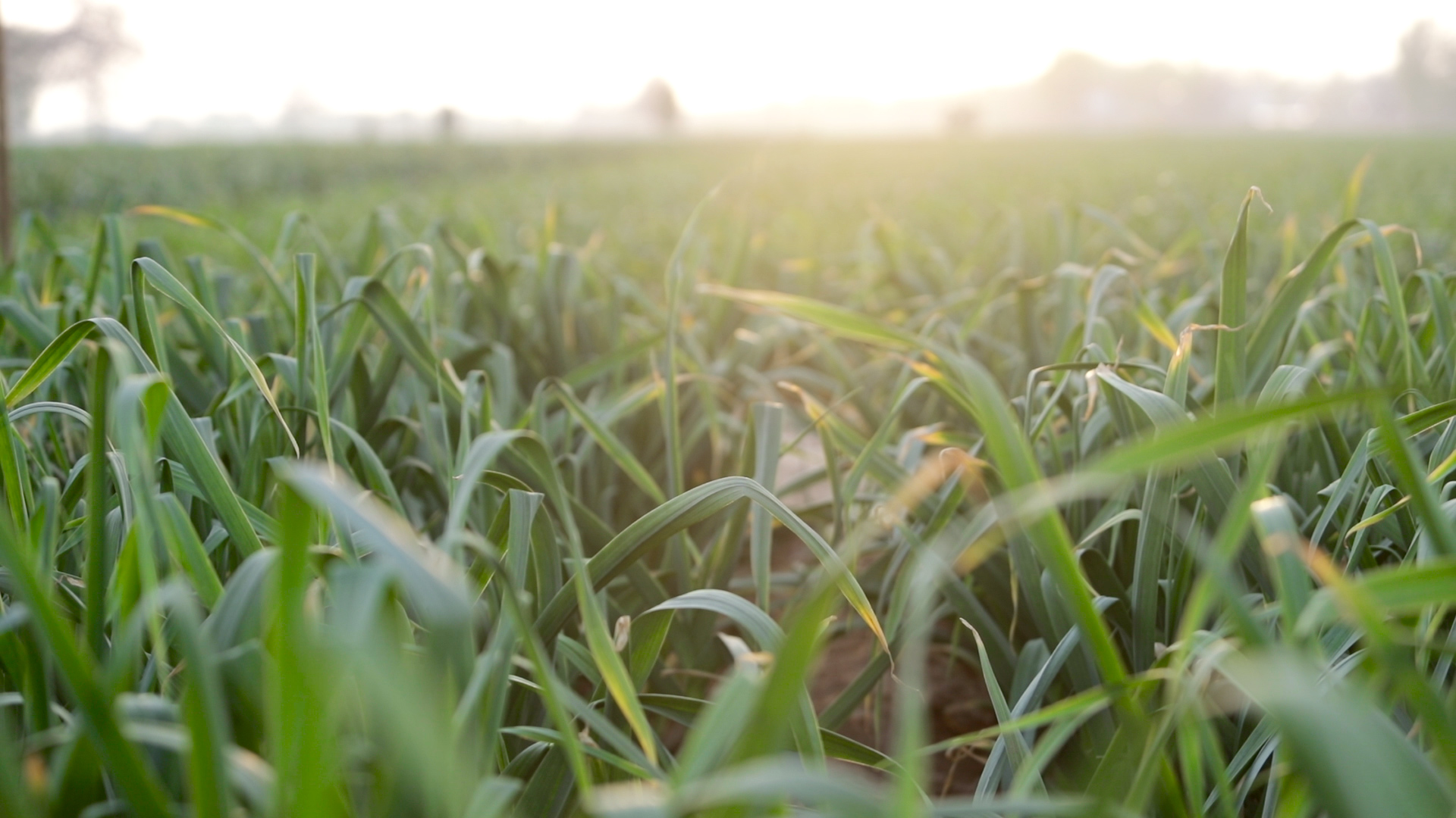 错在方法没用对，大蒜防治锈病，注意2点，农户别再做错了