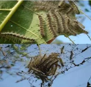 春天怎么预防核桃树内害虫,核桃树食心虫防治方法