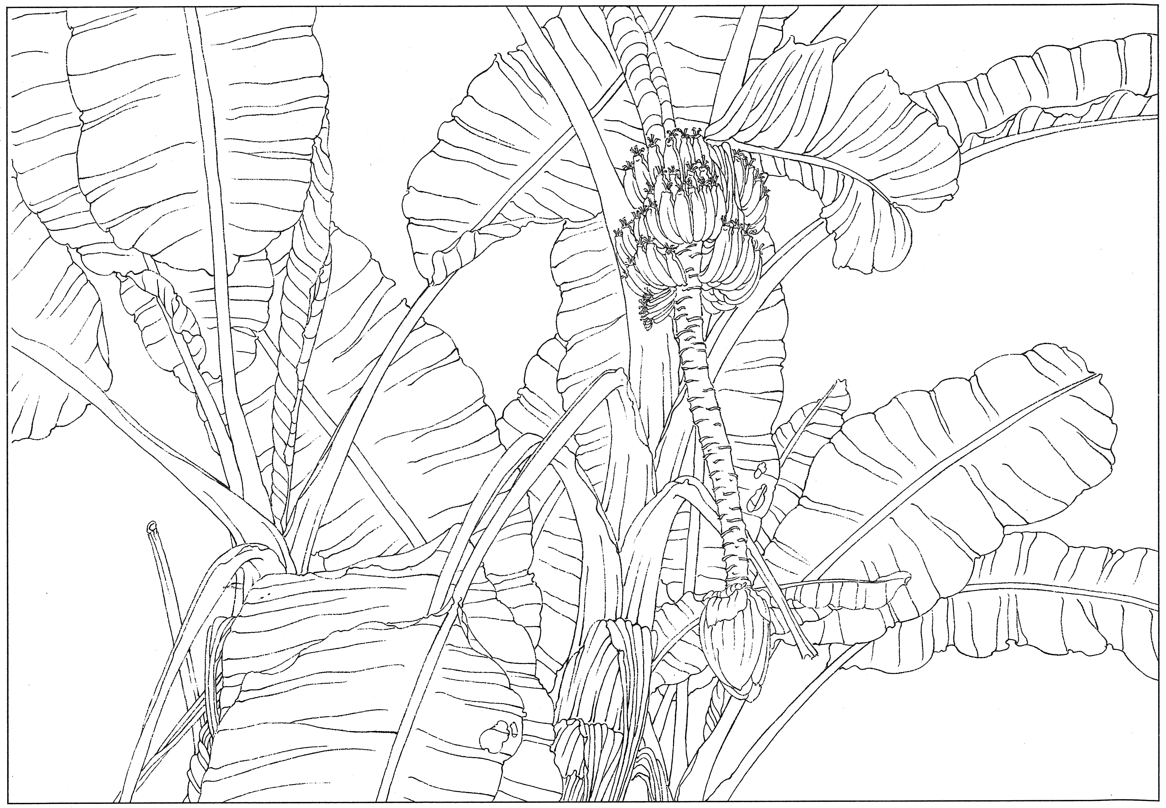 徐渭国画芭蕉作品,临摹徐渭墨梅芭蕉图