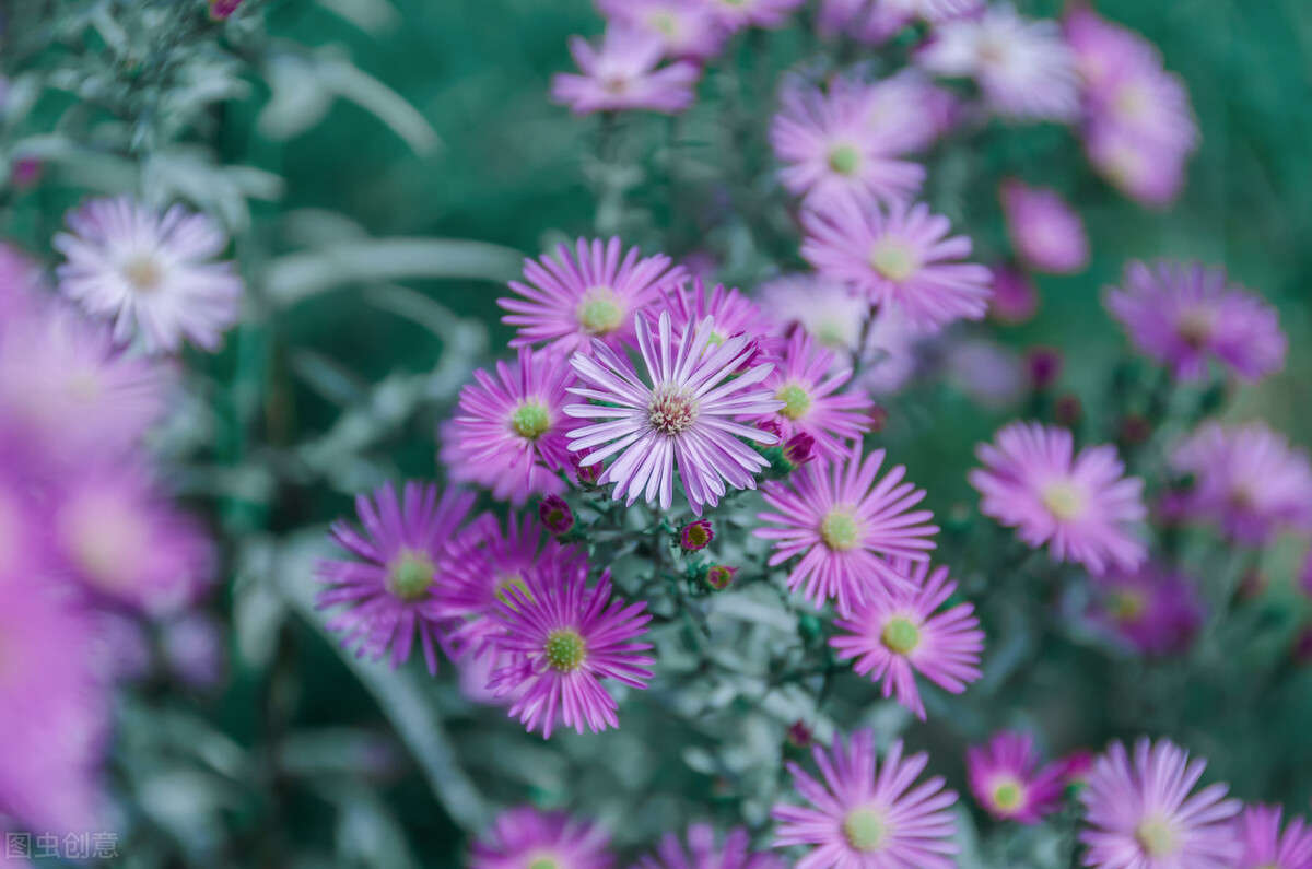 每个十一月生日对应的生日花,365天每天代表生日的花有哪些