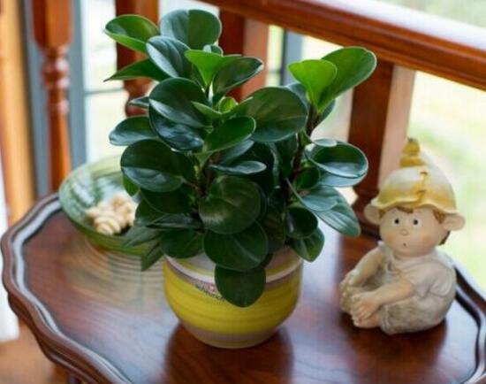 紫边碧玉和碧玉哪个好养,碧玉的养殖方法和注意事项