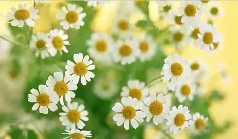 世界各国国花大开眼界美到爆,世界各国国花及国树