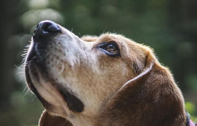 狗狗干眼症用什么清理眼屎,狗狗眼睛发红有眼屎的处理办法