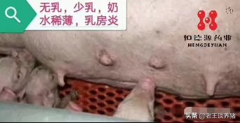 围产母猪气血两亏证候和解决