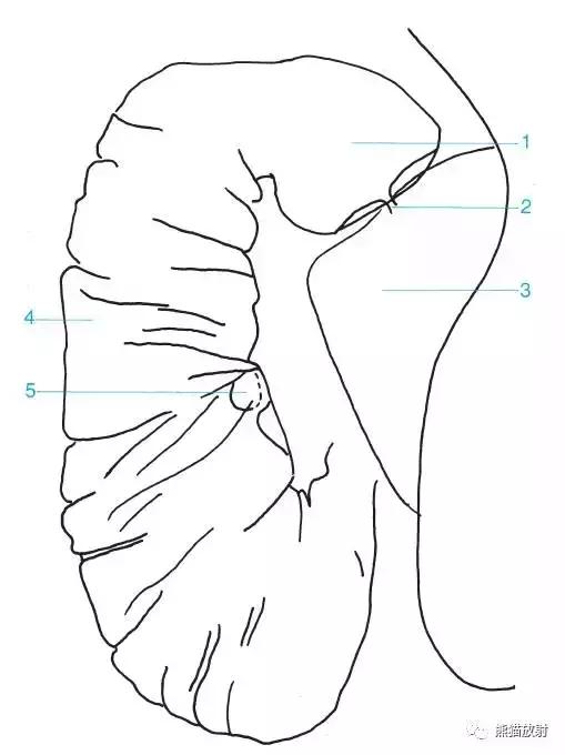 「收藏」11种消化道造影解剖图谱