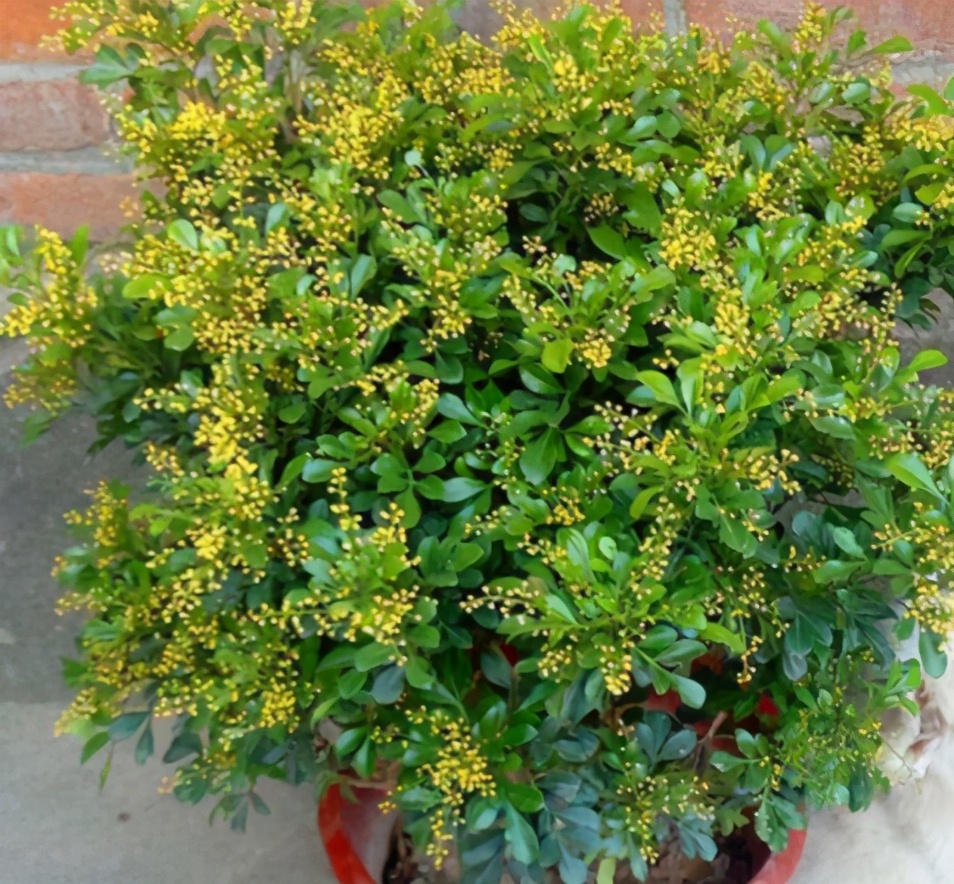 米兰花如何养才能重香味,米兰花一年四季应如何养护