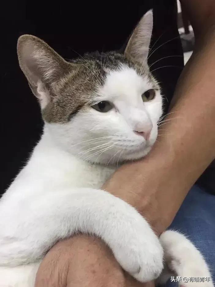 养猫应该如何起名,猫的名字越贱越好养活