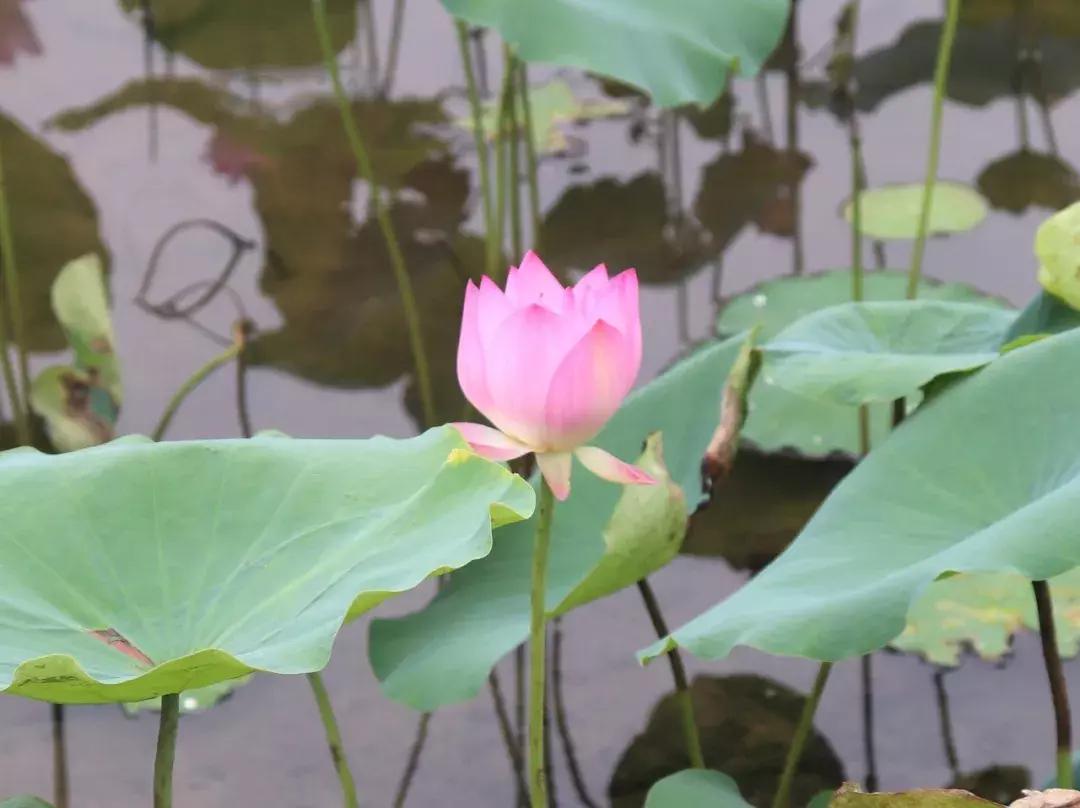 又到一年赏荷季又见荷花,广州莲花山荷花