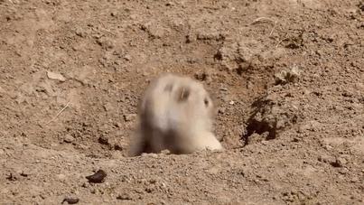 你以为土拨鼠只会尖叫？其实它可能正在骂你