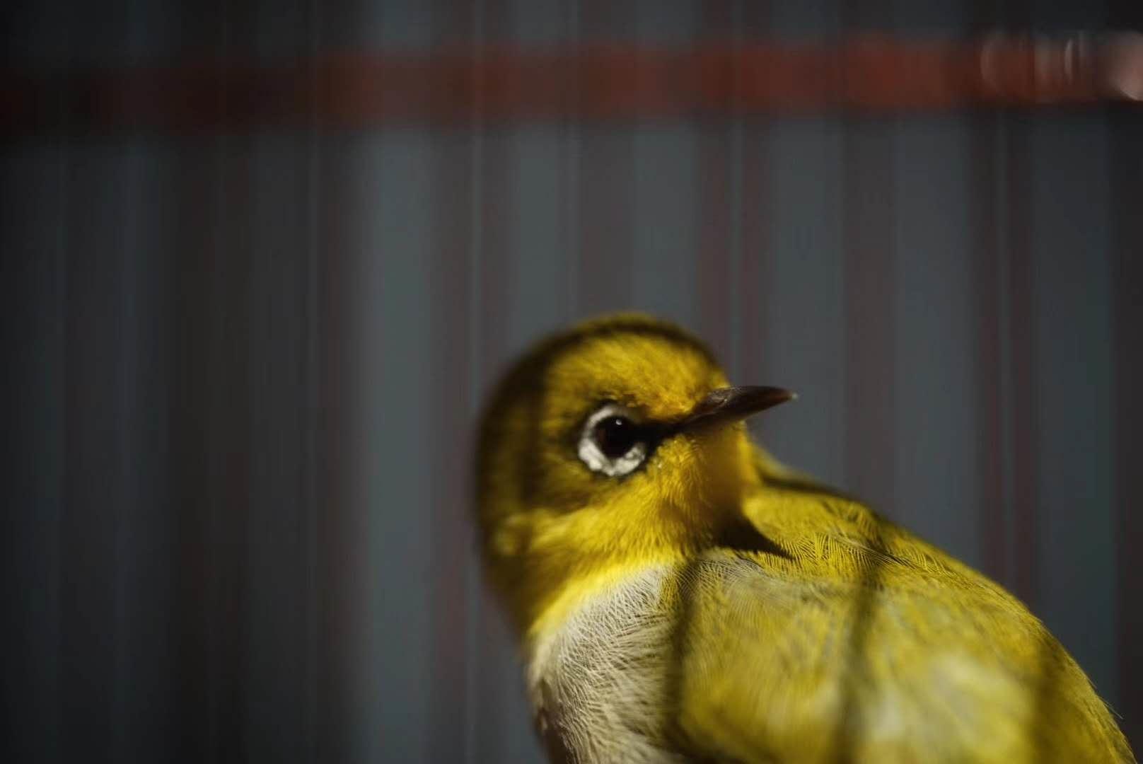 驯养鸟,训鸟很难么