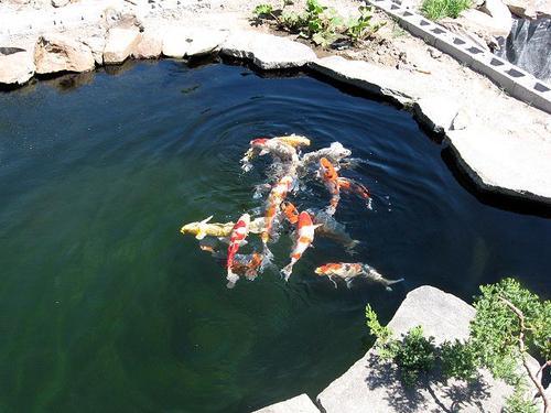 怎么知道鱼缸硝化细菌群建立了,鱼缸长绿藻是硝化细菌没建立好吗