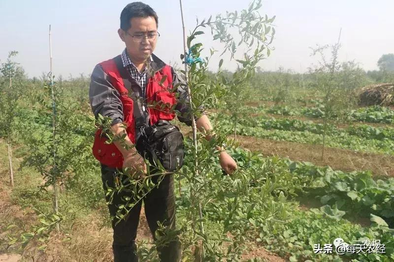 软籽石榴修剪方法视频,软籽石榴幼树整形修剪