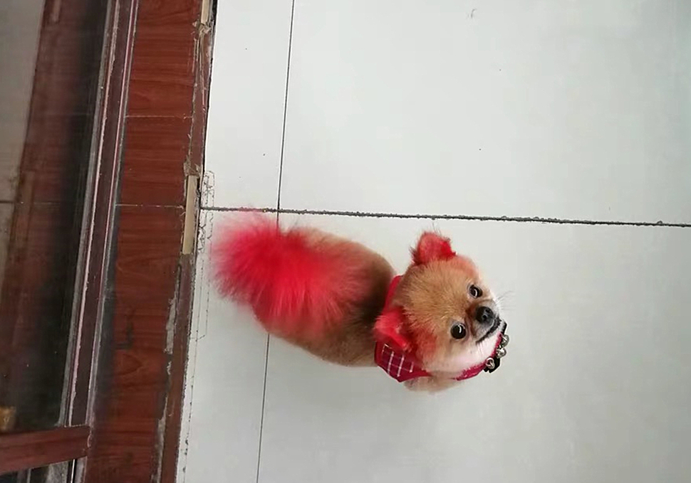 辟谣,狗狗染色用的是植物染发剂没伤害?对它你真的了解吗?