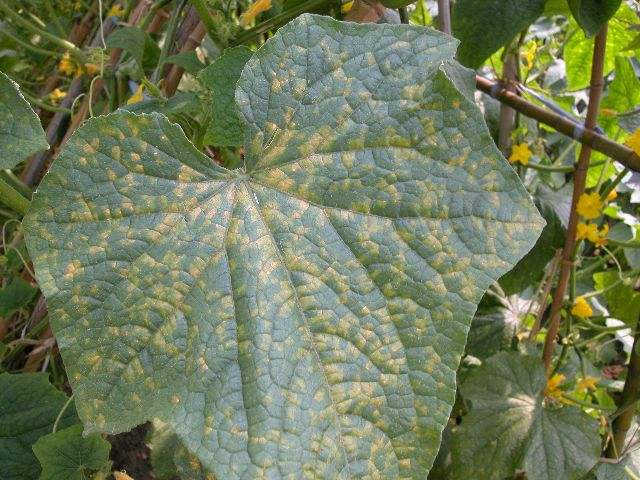 治疗黄瓜角斑用什么药,黄瓜角斑是什么原因引起的