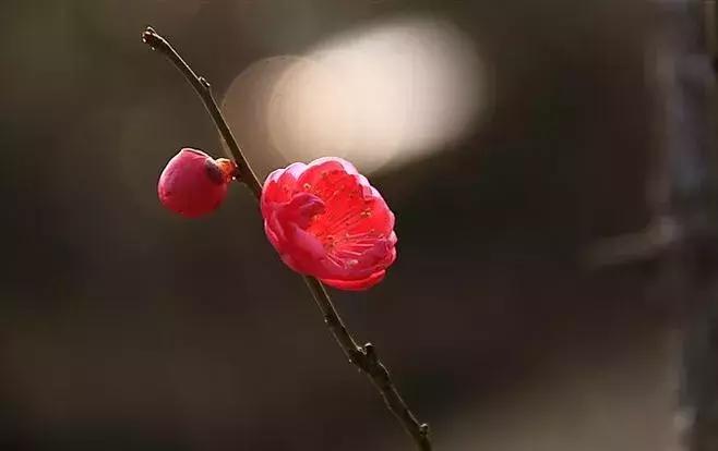 真正的中国十大名花,中国十大名花超漂亮