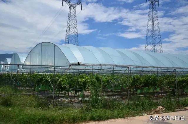 青印香提怎么挑选,青印香提为什么这么甜