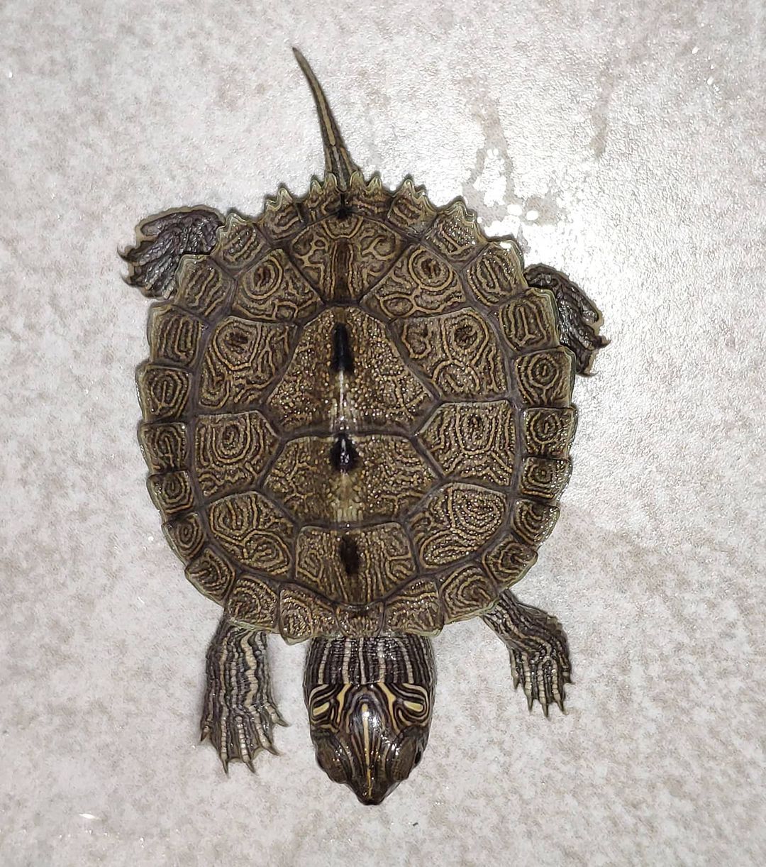 哈士奇地图龟怎么养,龟中的哈士奇地图龟