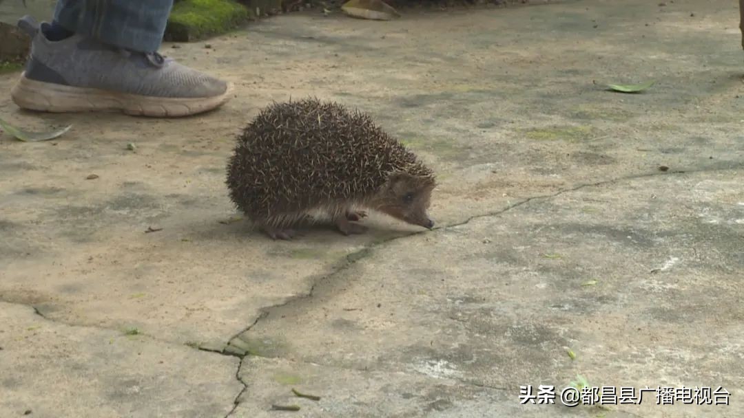 都昌县西源乡村民主动救护一只受惊的刺猬