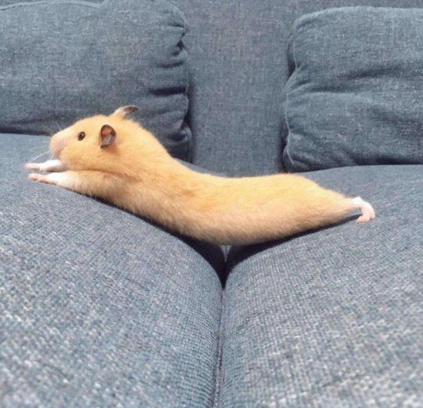 养仓鼠需要注意的几件事,养仓鼠新手要注意哪些事项