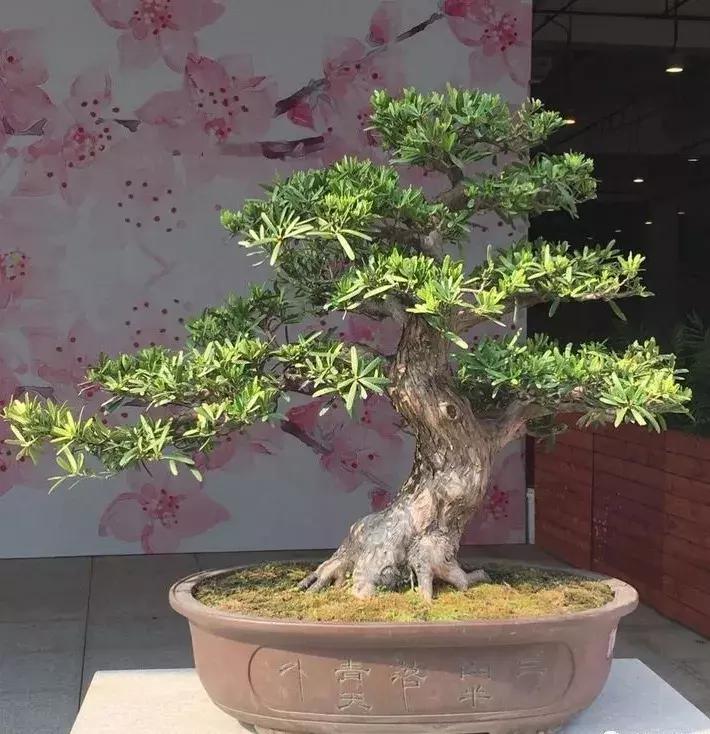 西北盆景树种100种,最值得收藏的六种盆景树种是哪种